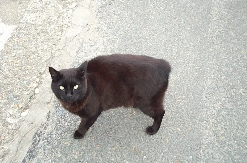 A black female domestic Manx cat photographed with no long tail visible behind its rump.