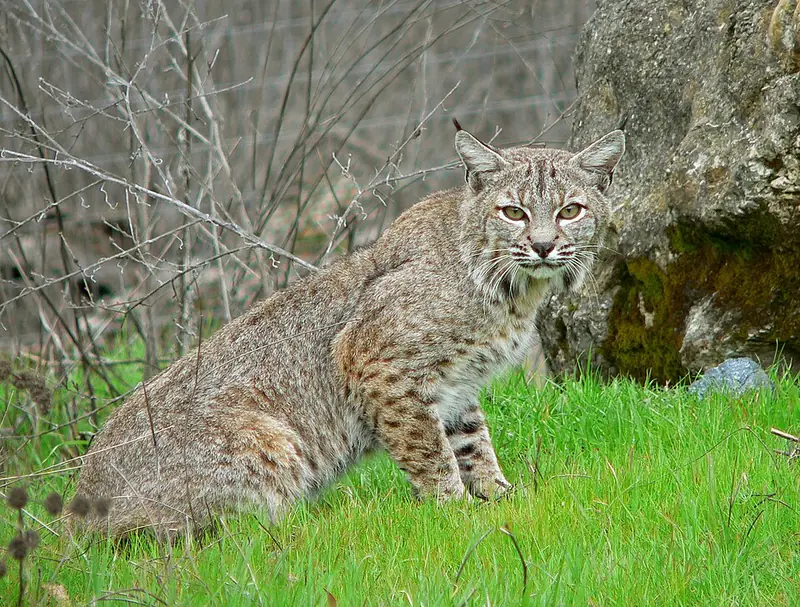 A bobcat photographed at Sunol Park in California, showing a cheek ruff and barred coat.