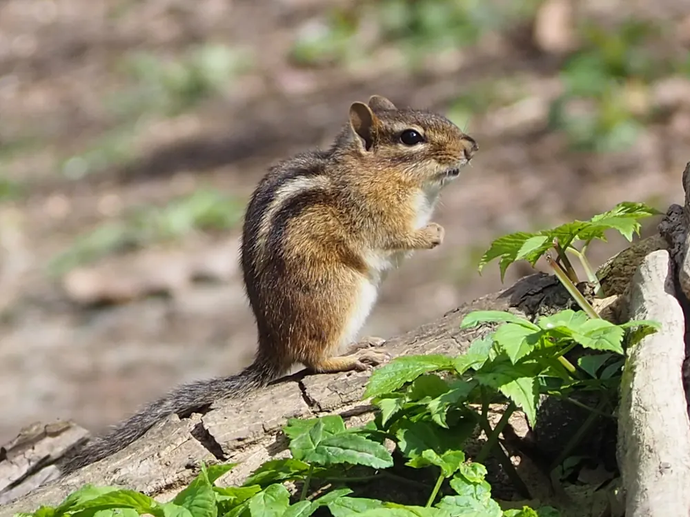Chipmunk Vs Ground Squirrel Identification — US Wildlife Dispatch