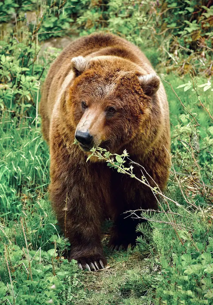Grizzly Bear Vs Black Bear Identification — US Wildlife Dispatch