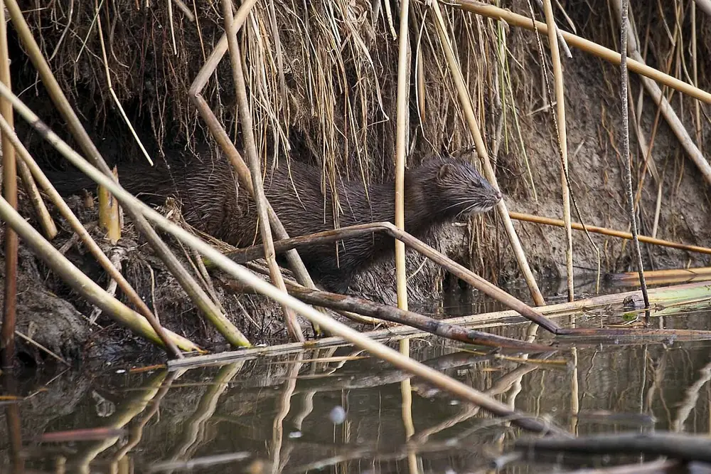 Mink Vs Weasel Vs Ermine Identification — US Wildlife Dispatch