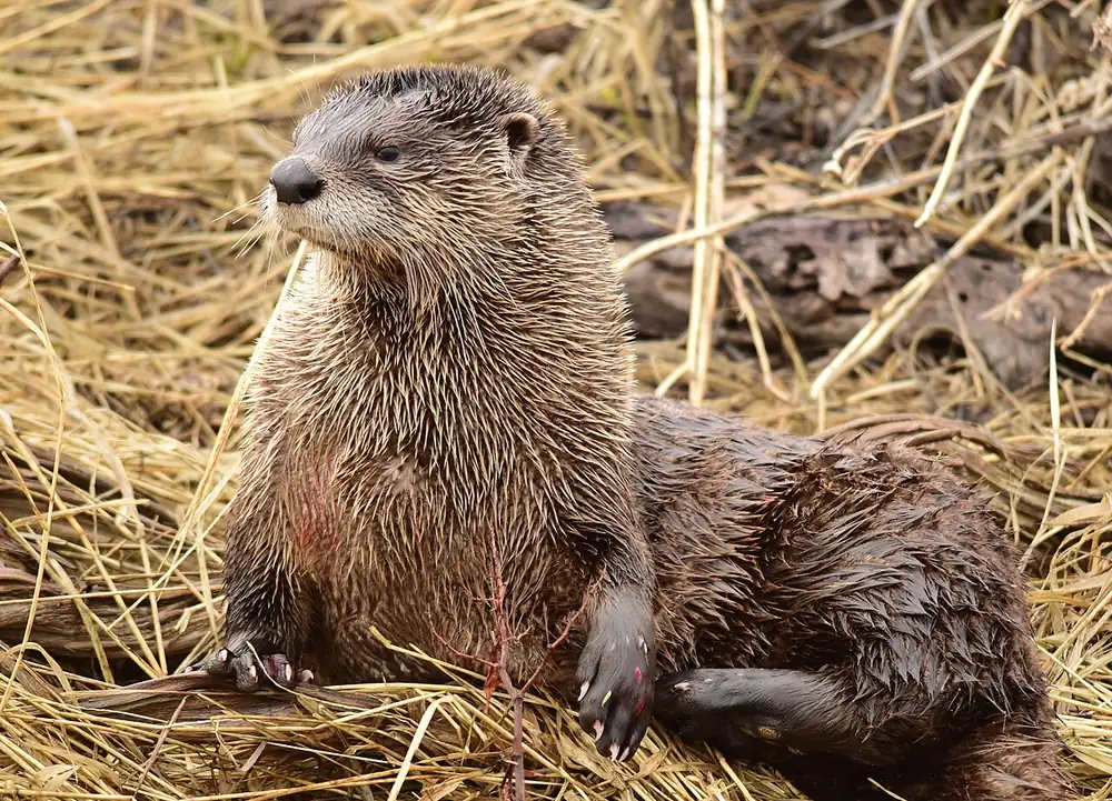 Otter Vs Beaver Identification — US Wildlife Dispatch