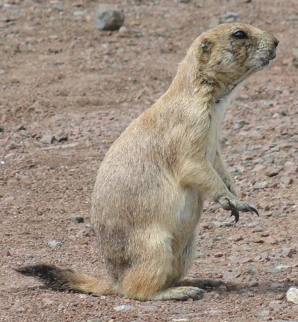 Prairie Dog Vs Ground Squirrel Identification — US Wildlife Dispatch