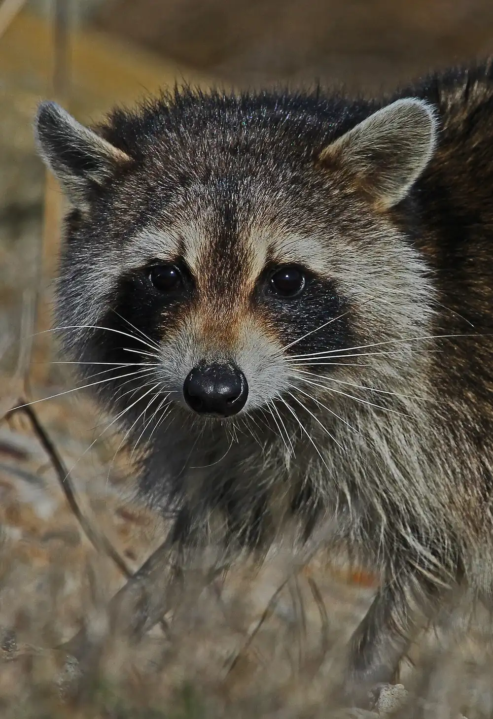 Raccoon Vs Squirrel Attic Sounds — US Wildlife Dispatch