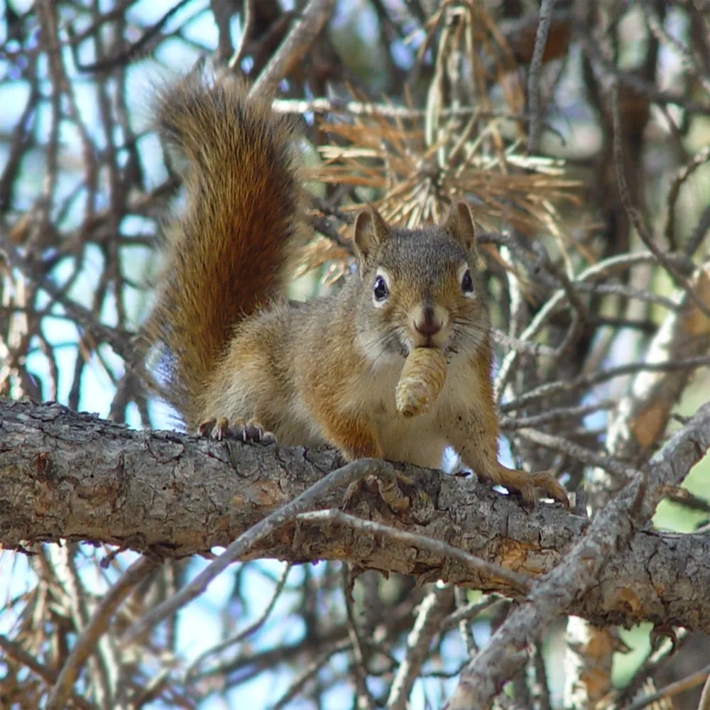 Red Squirrel Vs Gray Squirrel Identification — US Wildlife Dispatch