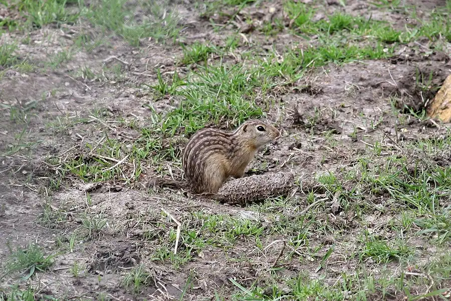 What Animal Digging Holes Wyoming Yard — US Wildlife Dispatch