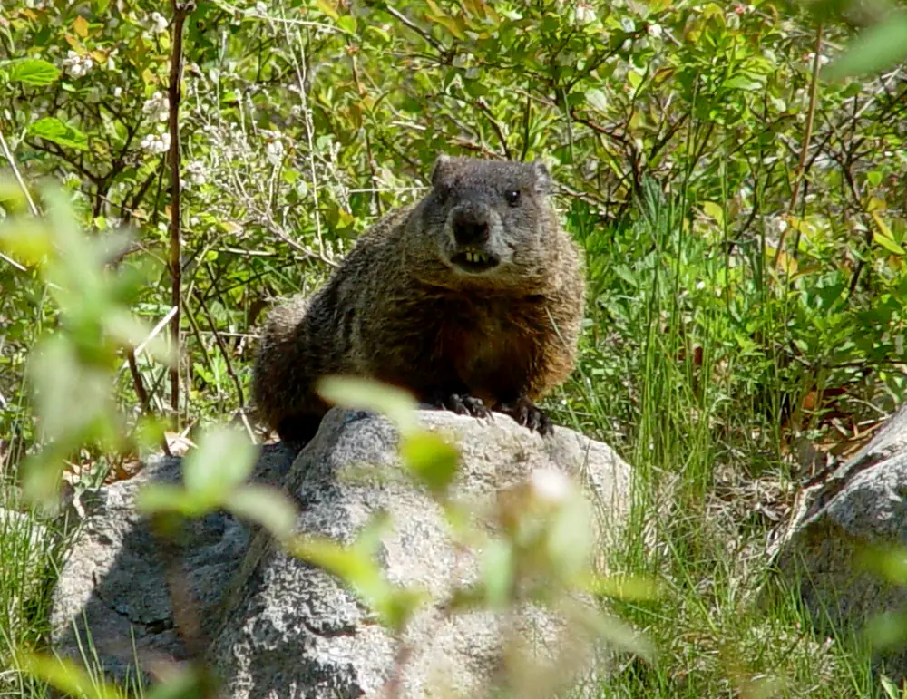 A woodchuck (groundhog) standing in a grassy field; a potential burrow-dwelling animal to compare with regional yard evidence