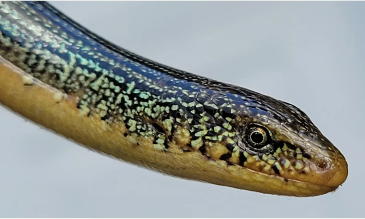 Glass Lizard vs Snake: Visible Differences and Photo Limits