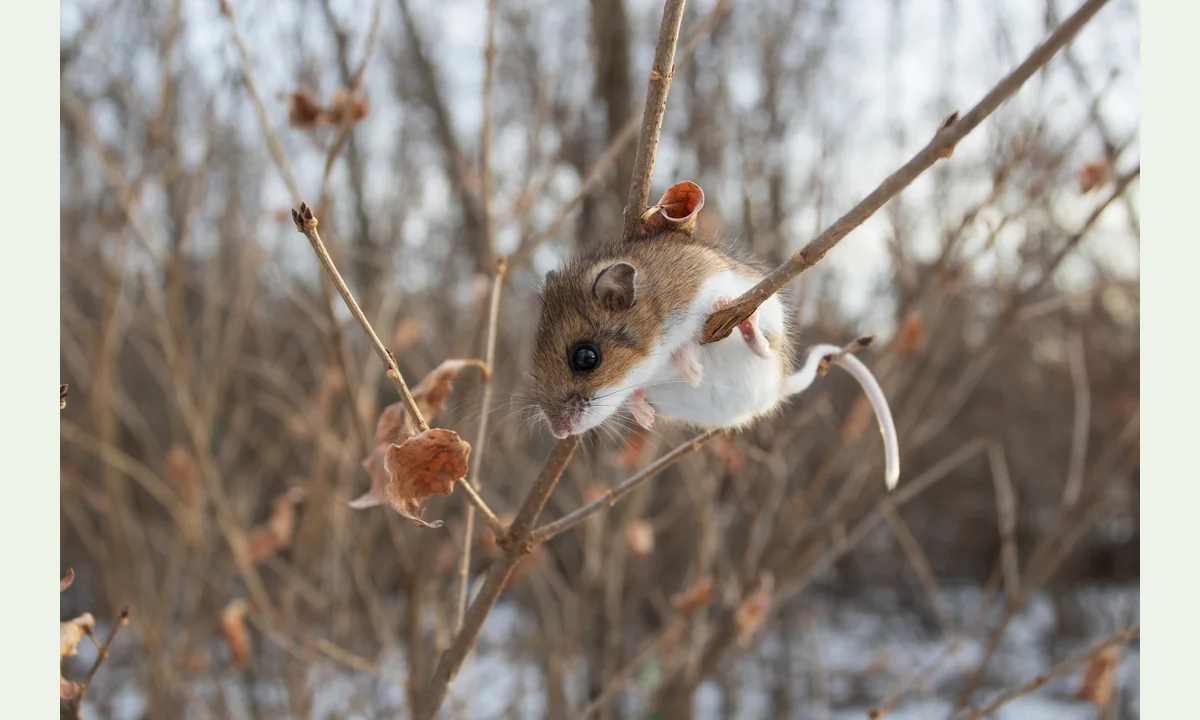 Deer mouse photographed in Minnesota, showing a white underside and feet; the hanging tail does not clearly show every surface.