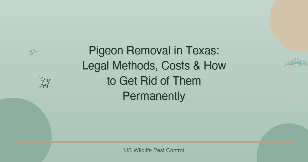 Pigeon Removal in Texas: Legal Methods, Costs & How to Get Rid of Them Permanently