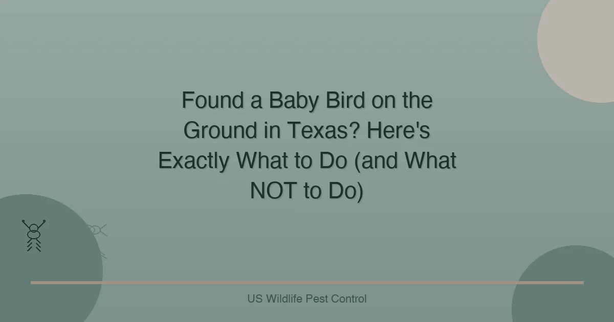 Found a Baby Bird on the Ground in Texas? Here's Exactly What to Do (and What NOT to Do)