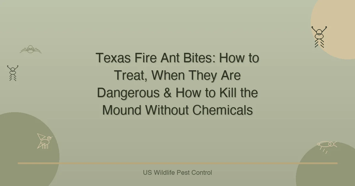 Texas Fire Ant Bites: How to Treat, When They Are Dangerous & How to Kill the Mound Without Chemicals