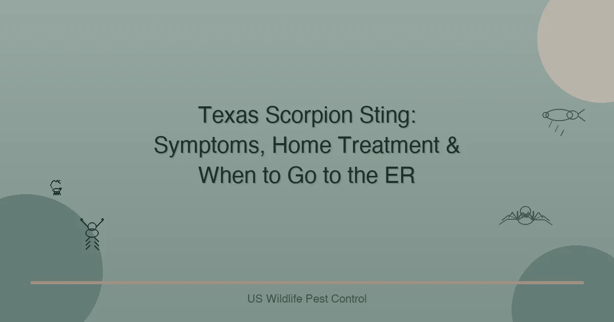 Texas Scorpion Sting: Symptoms, Home Treatment & When to Go to the ER