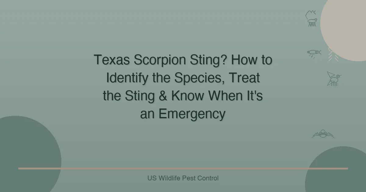 Texas Scorpion Sting? How to Identify the Species, Treat the Sting & Know When It's an Emergency