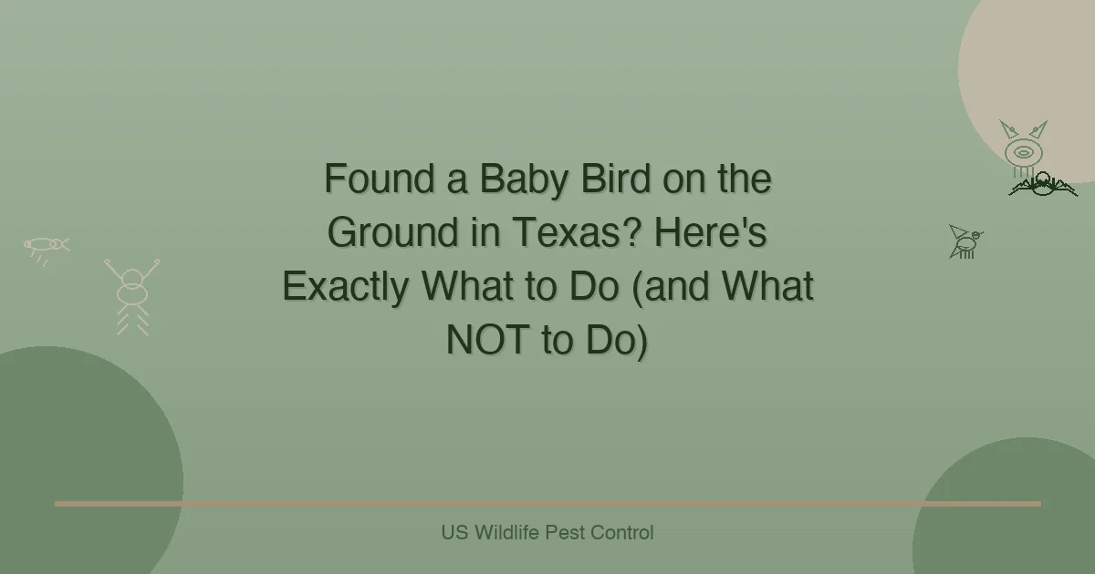 Found a Baby Bird on the Ground in Texas? Here's Exactly What to Do (and What NOT to Do)
