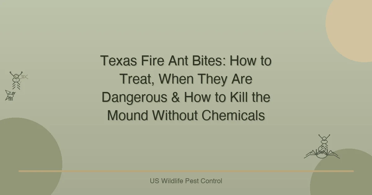 Texas Fire Ant Bites: How to Treat, When They Are Dangerous & How to Kill the Mound Without Chemicals