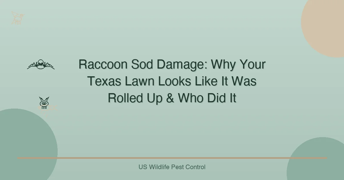 Raccoon Sod Damage: Why Your Texas Lawn Looks Like It Was Rolled Up & Who Did It