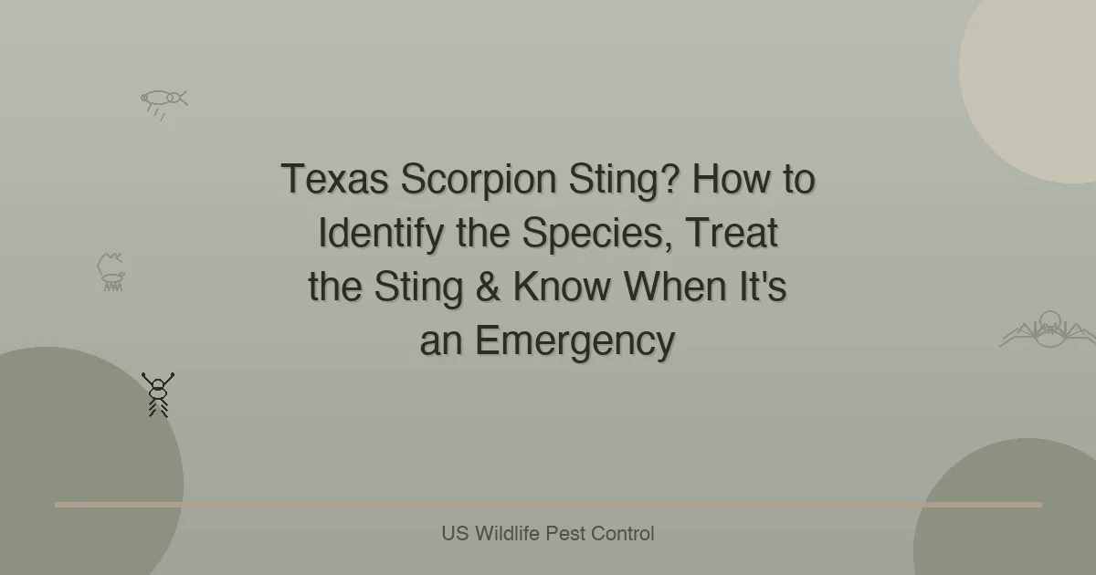 Texas Scorpion Sting? How to Identify the Species, Treat the Sting & Know When It's an Emergency